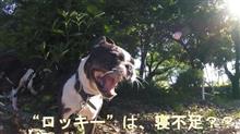 愛犬散歩：運動量が、多くて・活発で、、ちょいと大変　(￣▽￣;)