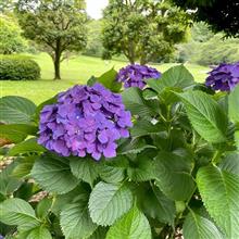 遅ればせながら・・・紫陽花を♫ 〜 お天気良ければな〜☁️