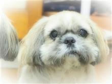 ７月のこたさん(*^O^*)