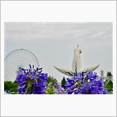 早朝じゃない観蓮会