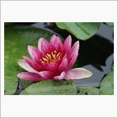 夕方には眠りにつく花