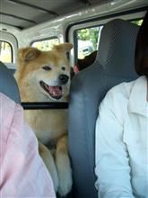 犬を乗せると運転が上手くなる！？