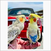 オカメインコとお散歩