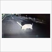 イノシシ🐗とネズミ🐭