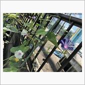 世界に一つだけの花！＆ドラレ ...