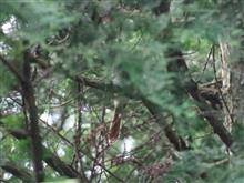 「サンコウチョウ」リベンジのはずが… 「サンコウチョウ」リベンジのはずが…