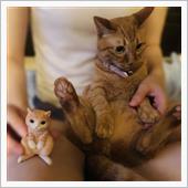 今日のにゃんこ　猫写真