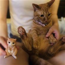 今日のにゃんこ　猫写真