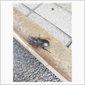 今年の初物⁉️