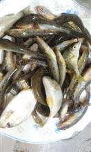 浜名湖に釣りに２０２１・７月。　Went fishing in Lake Hamanako July 2021.