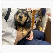 犬を買いましたU^ェ^U