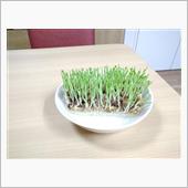 神戸で家庭菜園！？