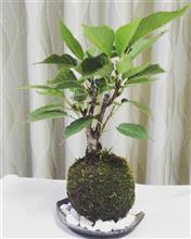 苔玉