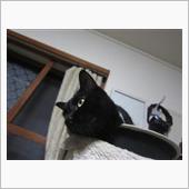 華麗なる記録その12：カルデ ...