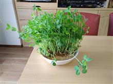 収穫♪