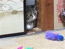 今日は、ジンライム