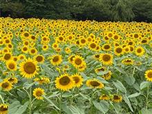 お出掛け〜向日葵🌻(*☻-☻*)