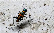 今年もハンミョウが現れた。
