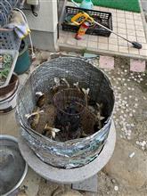 鮎の塩焼き