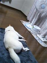 涼しいワン
