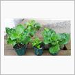 アジサイ育種プロジェクト2020 vol.９‐Hydrangea‐