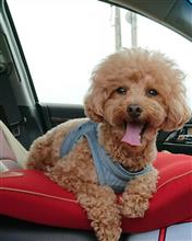 愛犬🐶 愛犬🐶