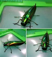 タマムシが見つかった！