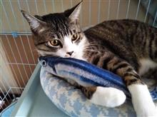 頼むから『猫ちゃん 』、道路に飛び出さないで！