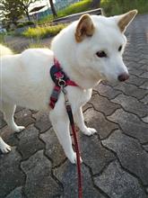 公園で散歩しました〜🐶