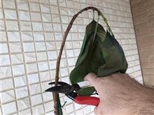 ゴムの木が枯れちゃったよ