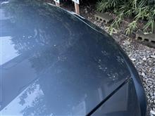 どれどれ、試してみるかニャ