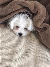 これまでの愛犬たちとの生活の振り返りと、私のこころの俯瞰です。忘備録みたいモノです。 これまでの愛犬たちとの生活の振り返りと、私のこころの俯瞰です。忘備録みたいモノです。