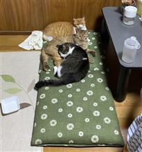 濃茶は女王様👑(本日朝) 濃茶は女王様👑(本日朝)
