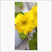 カボチャの花
