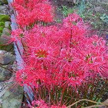 秋彼岸と曼珠沙華 