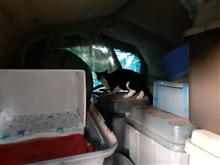 野良猫　八ちゃんの宿木　2021.9.29