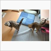 〔ネコ〕今週のマヤレミ(11 ...