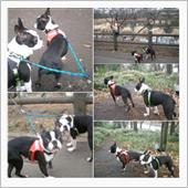 『癒 し の 情 景』 愛犬 ...
