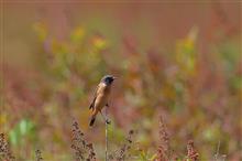 秋の高層湿原へ野鳥探し