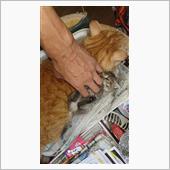 実家の猫さんがふえた！