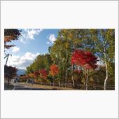 紅葉の季節
