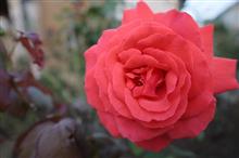 真っ赤な薔薇を貴方に♪ 真っ赤な薔薇を貴方に♪