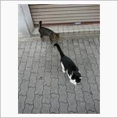 今朝のにゃんこ 21.10. ...