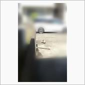&#39;21　野良猫日記　其の百七 ...
