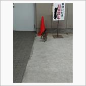 今朝のにゃんこ 21.10. ...