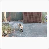 &#39;21　野良猫日記　其の百七 ...