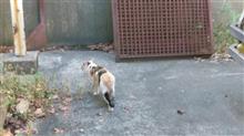 &#39;21　野良猫日記　其の百七十一　～モチトラ準備～
