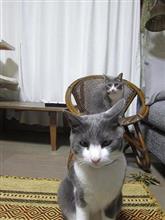 にゃにゃにゃにゃにゃにゃにゃ にゃ〜にゃにゃにゃにゃにゃにゃん♪