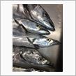 難敵太刀魚に翻弄されてノックアウト💦💦