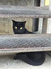 朝の散歩　柔